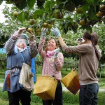 梨収穫500p